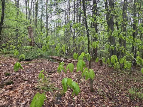63 West Hill Putney VT 05346