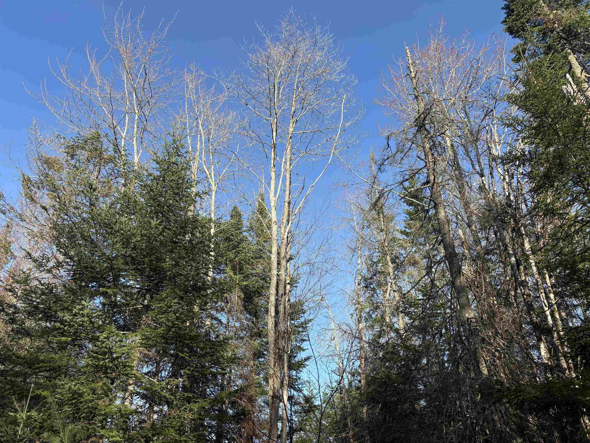 208 Drake Place Road Sheffield VT 06359