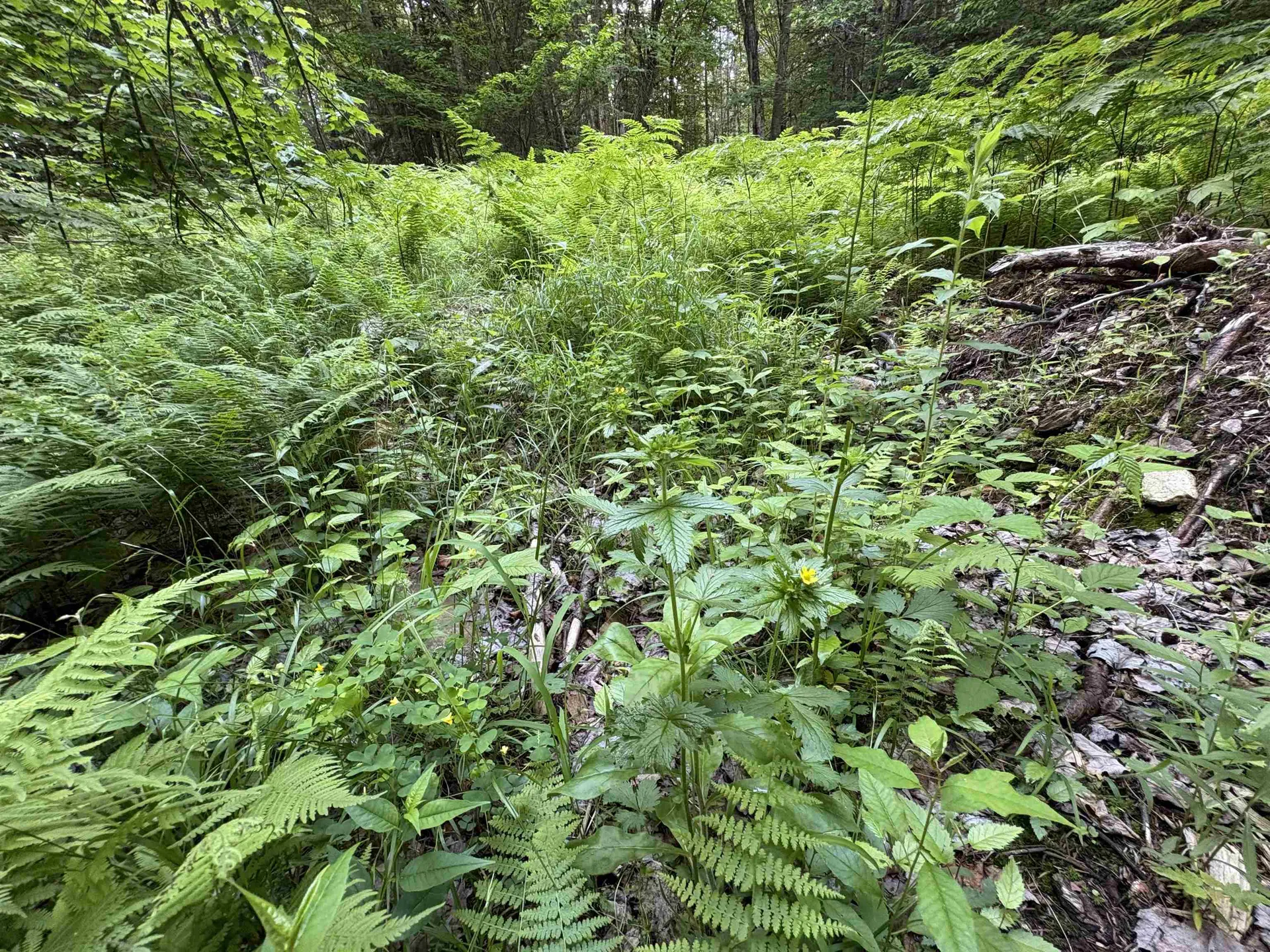 208 Drake Place Road Sheffield VT 06359
