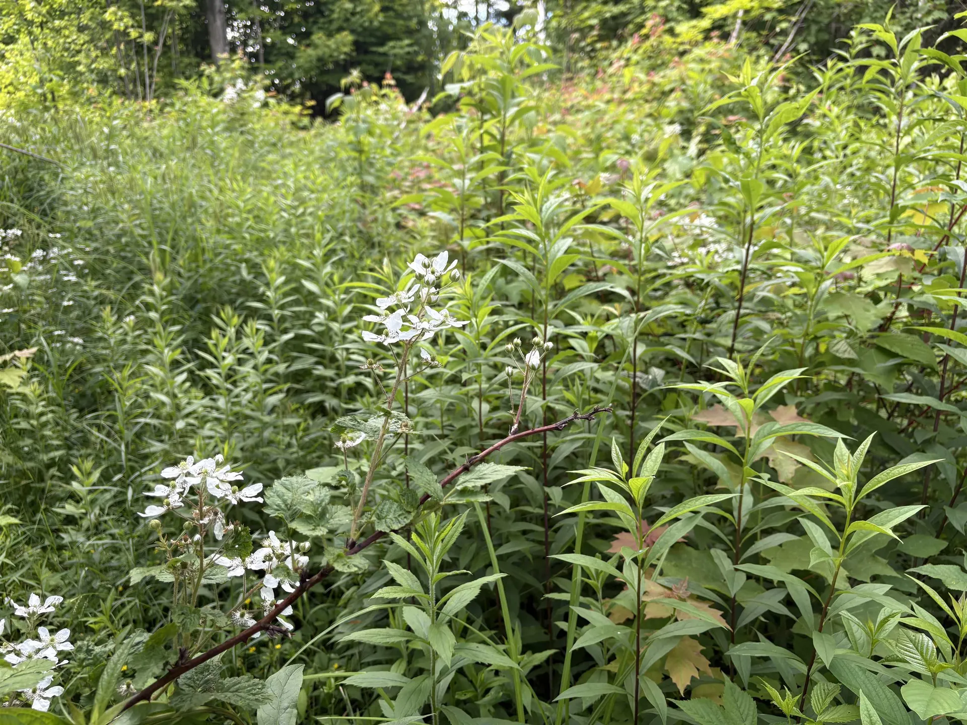 208 Drake Place Road Sheffield VT 06359