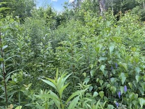 208 Drake Place Road Sheffield VT 06359