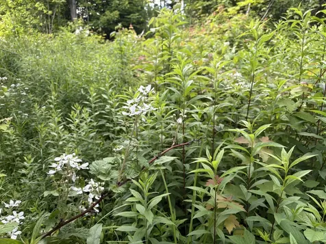 208 Drake Place Road Sheffield VT 06359