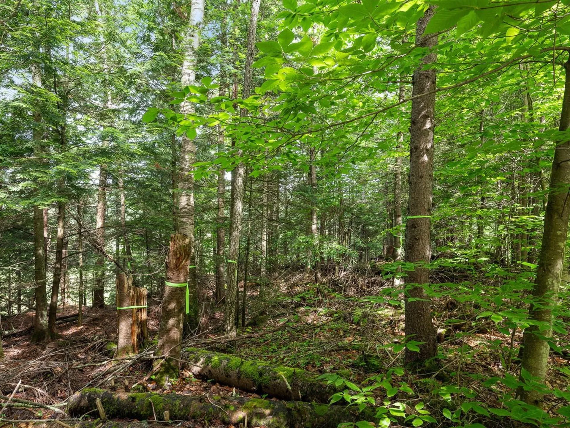 Tbd Sholan Road Morristown VT 05661