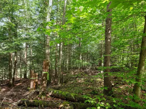Tbd Sholan Road Morristown VT 05661