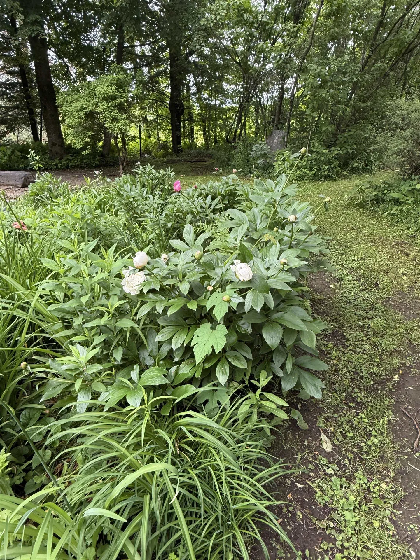2650 Tampico Road Danville VT 05828