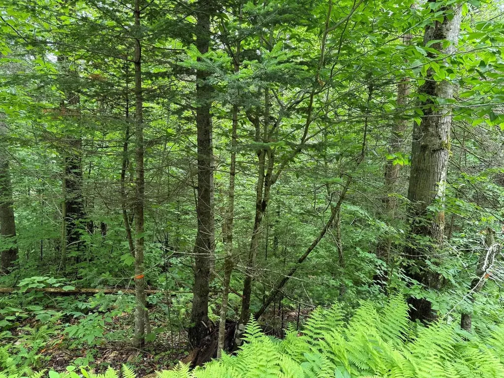 219 Woodbury Mountain Road Calais VT 05648