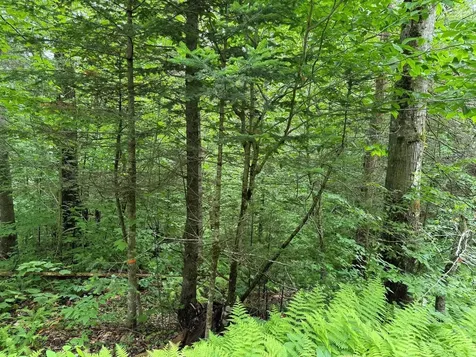 219 Woodbury Mountain Road Calais VT 05648