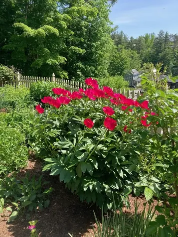 5 Lincoln Avenue Montpelier VT 05602