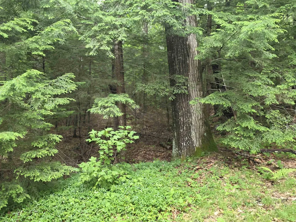429 Perch Pond Road Campton NH 03223