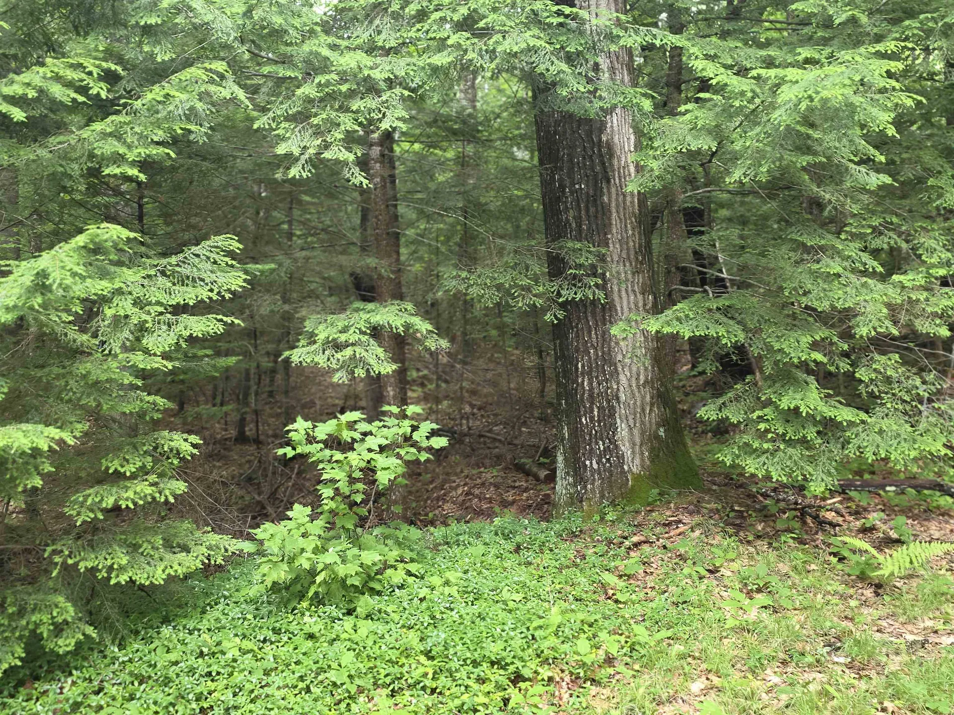429 Perch Pond Road Campton NH 03223