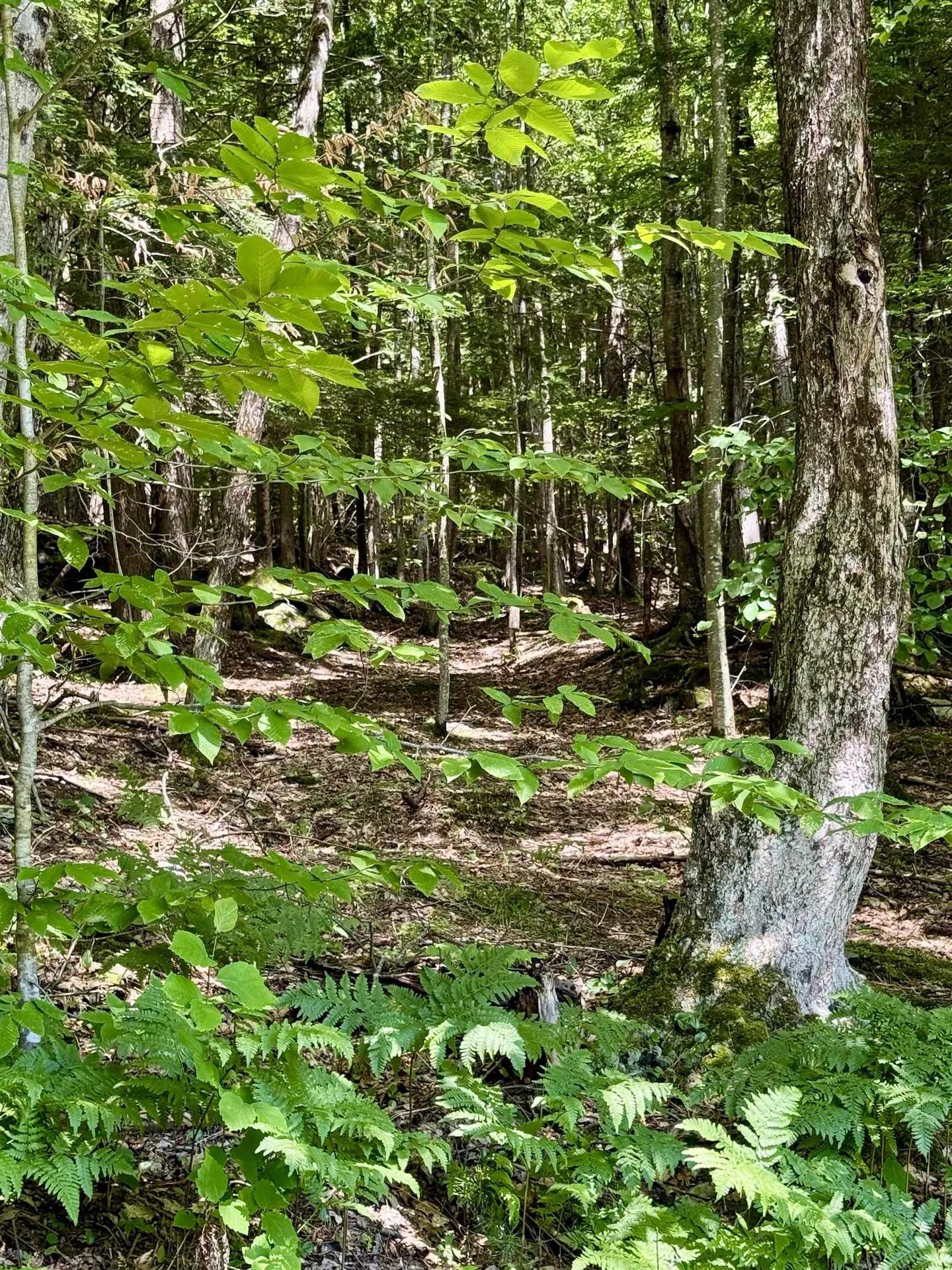175 Sunset Rock Road Lebanon NH 03766