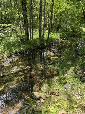 44 North Pond Road Salisbury VT 05769