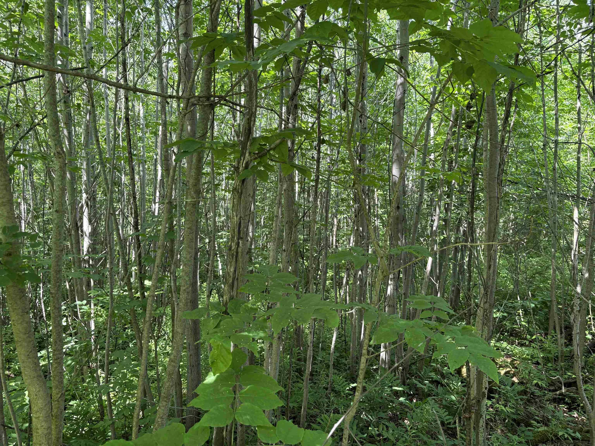 990 Bergeron Road Troy VT 05859
