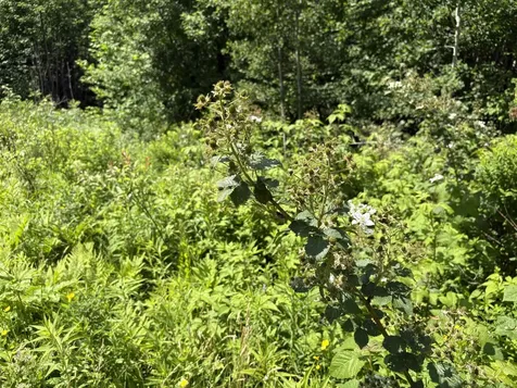 990 Bergeron Road Troy VT 05859