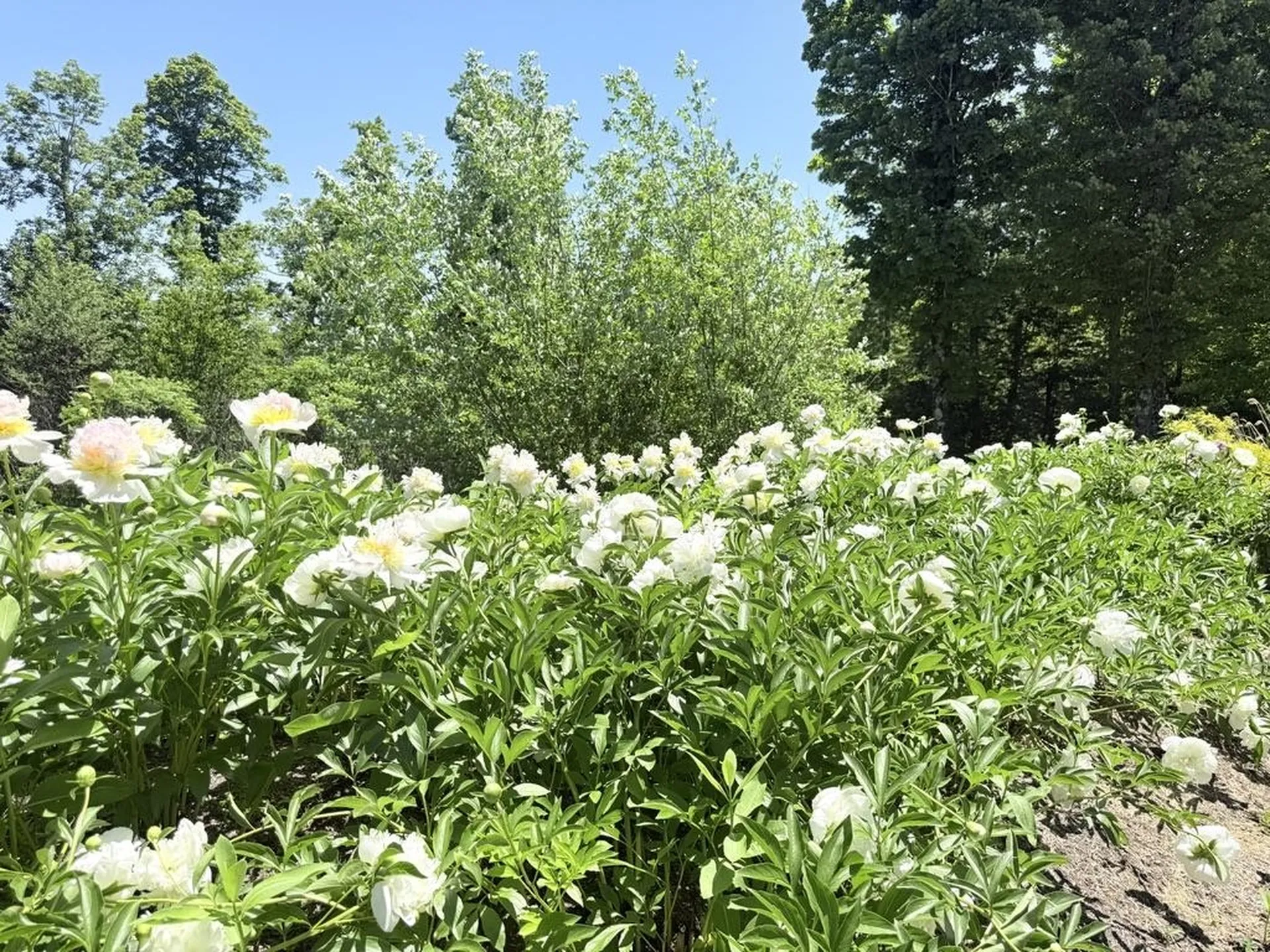 816 Black Bear Road Jamaica VT 05343