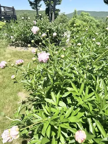 816 Black Bear Road Jamaica VT 05343