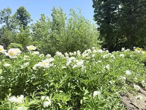 816 Black Bear Road Jamaica VT 05343