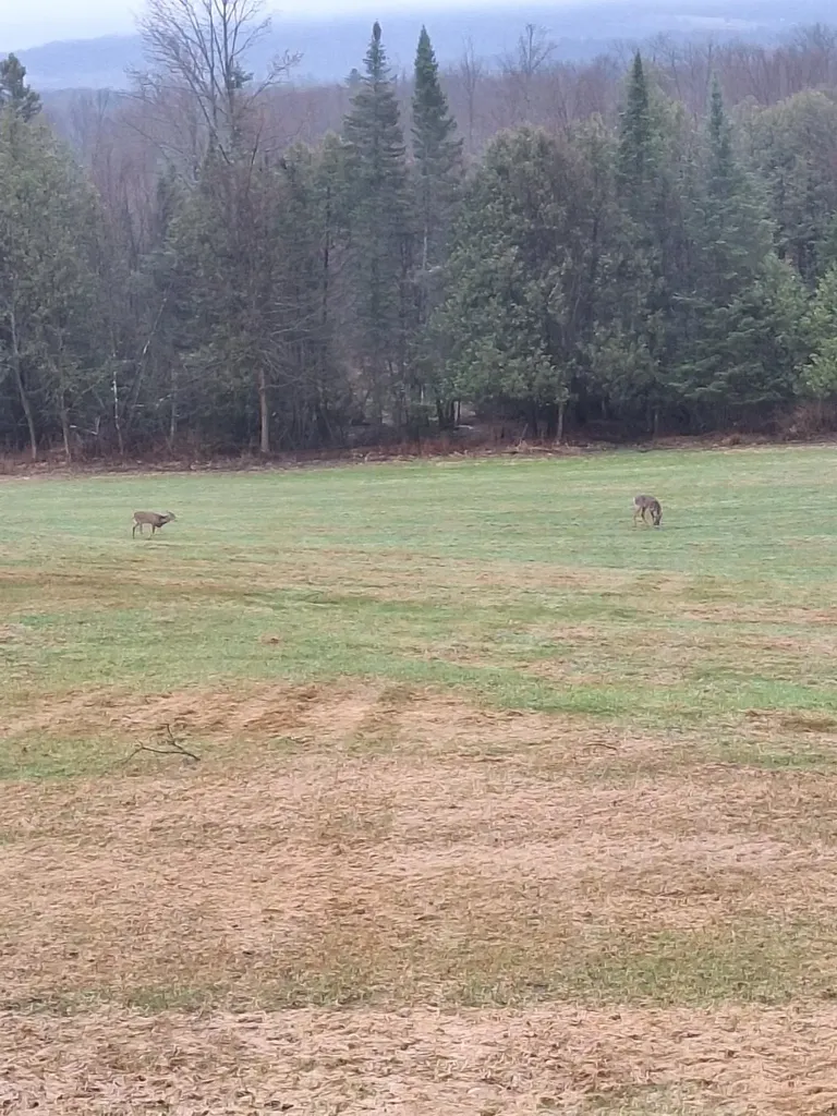 294 Lyon Road Derby VT 05830