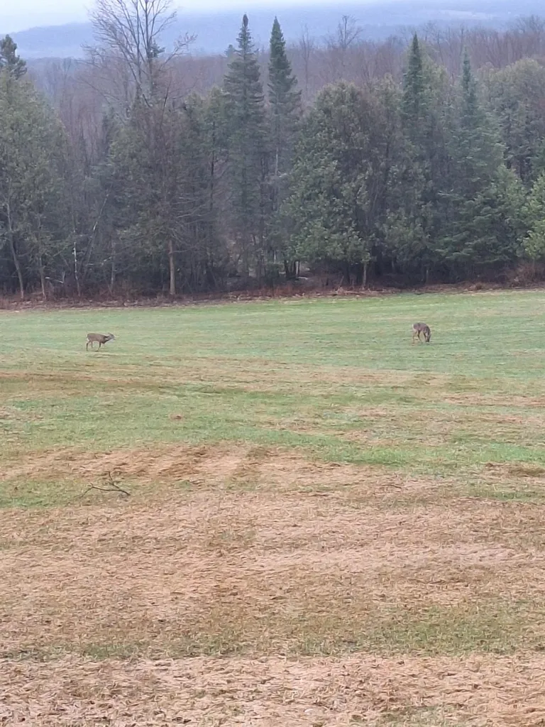 294 Lyon Road Derby VT 05830