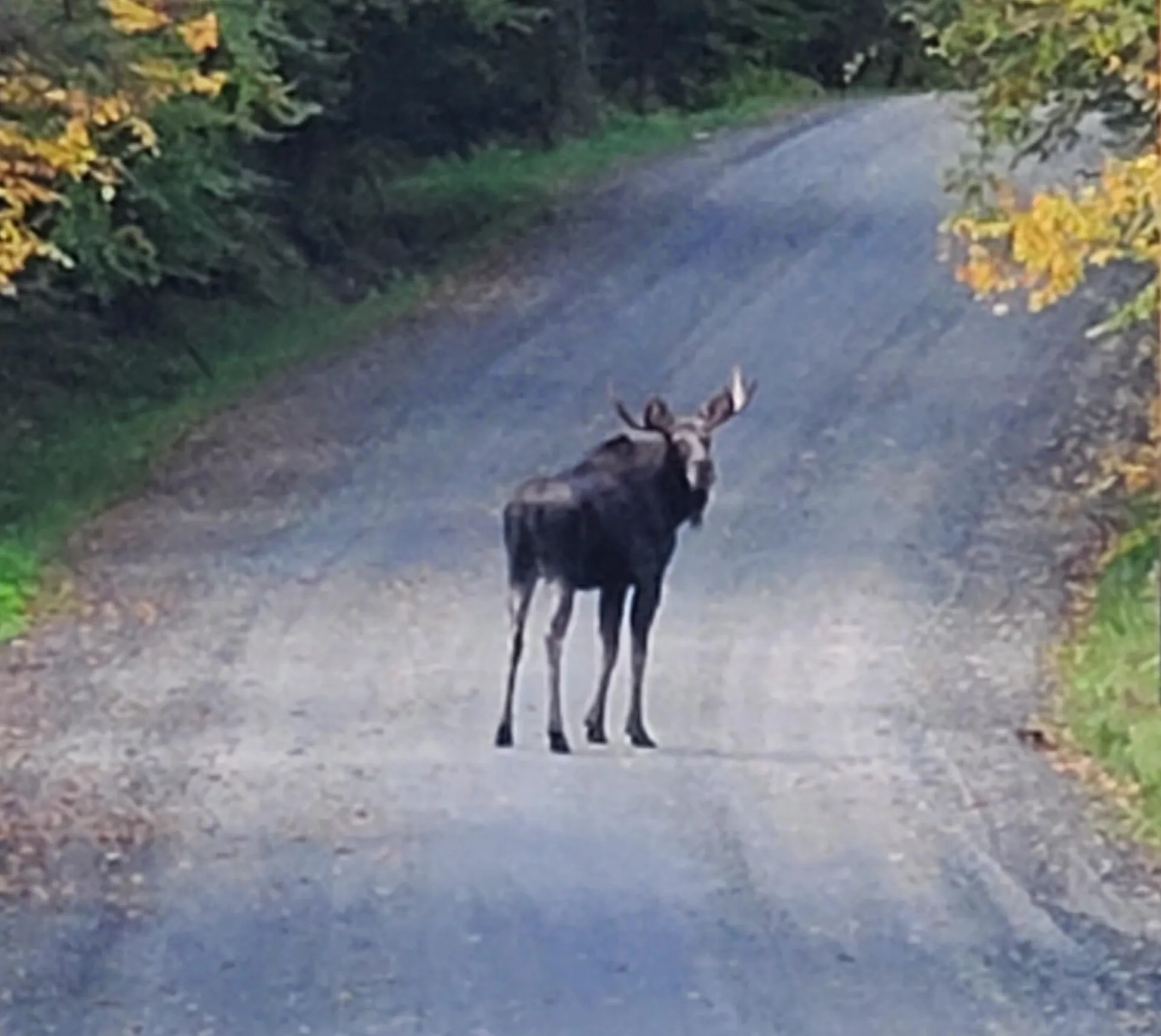 600 Davidson Drive Walden VT 05873