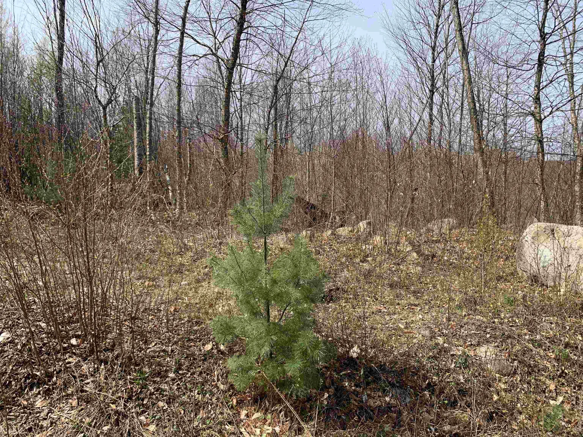 Lots 13 & 22.4 Washburn Road Columbia NH 03576