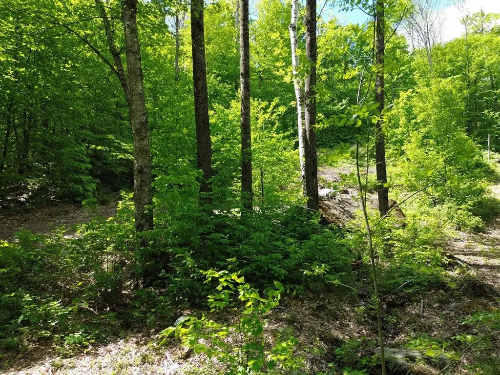 197 Sugar Ledge Road Warren VT 05674