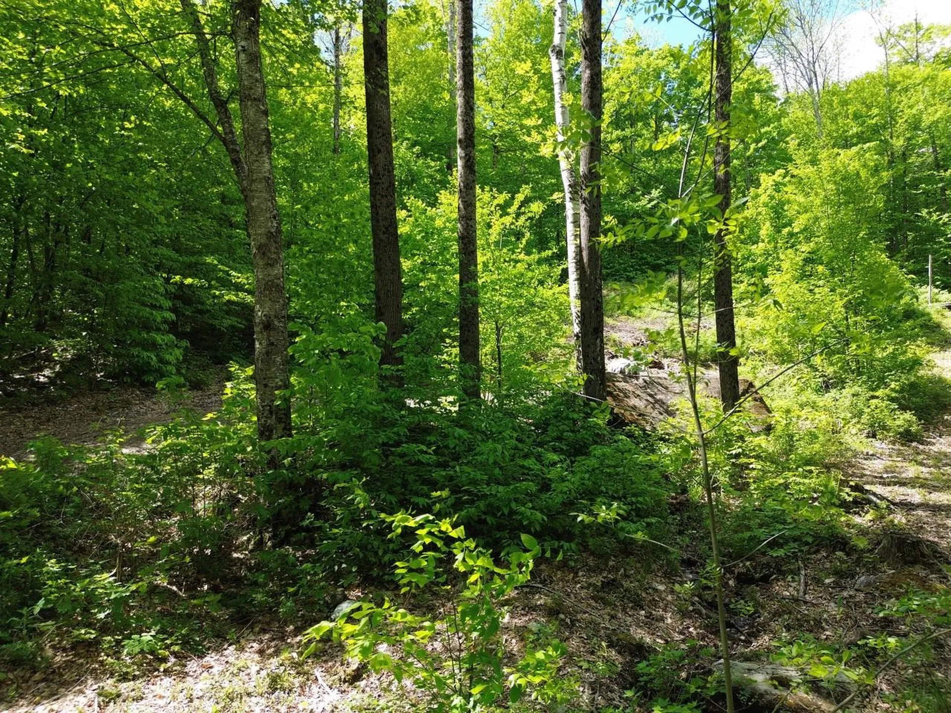 197 Sugar Ledge Road Warren VT 05674