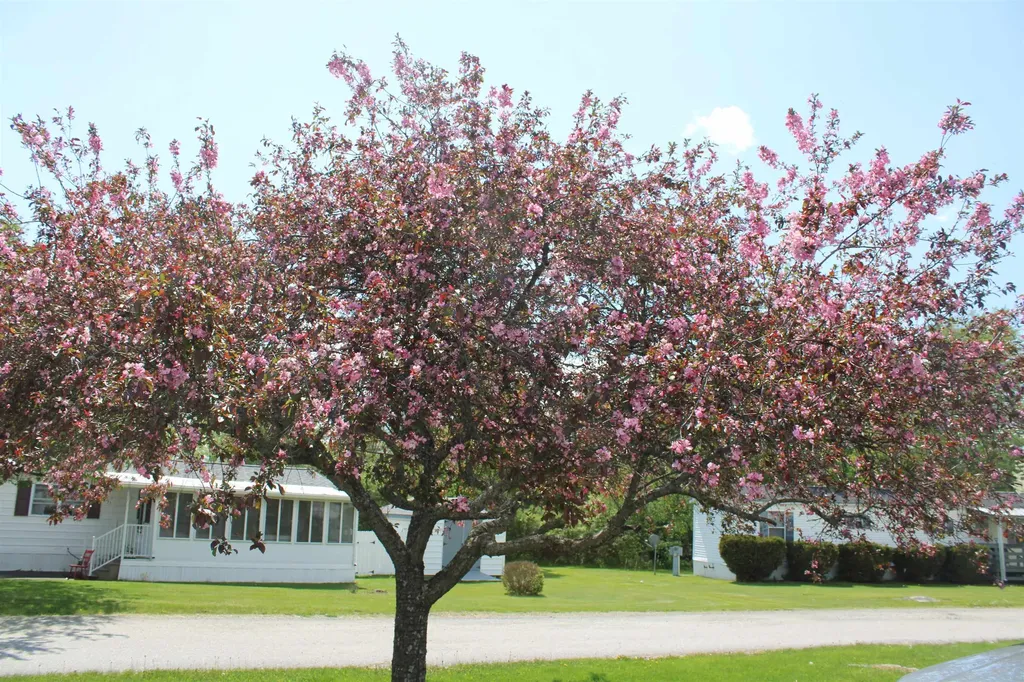 24 Ridgeview Terrace Dalton NH 03598