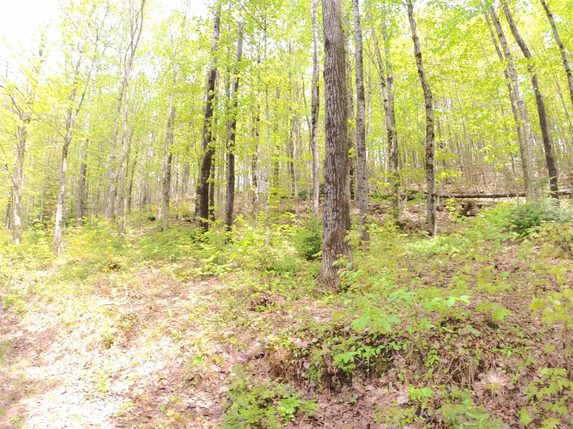 763 Hunting Camp Rd Road Holland VT 05830