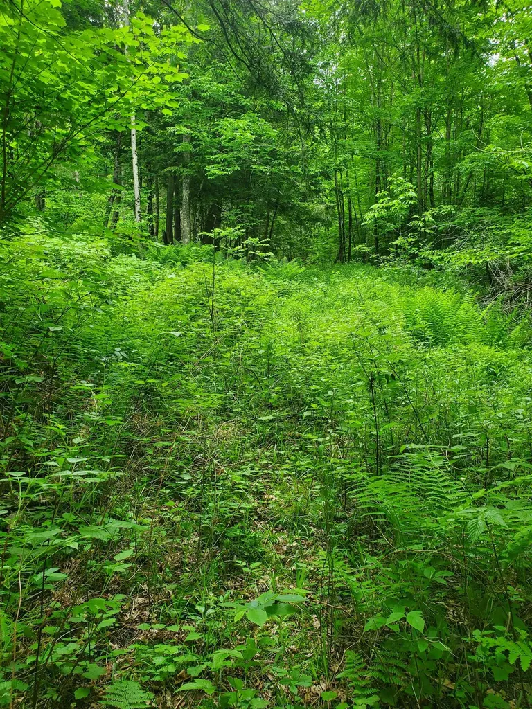 420 Nedeau Park Road Coventry VT 05825