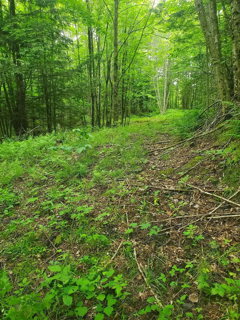 420 Nedeau Park Road Coventry VT 05825
