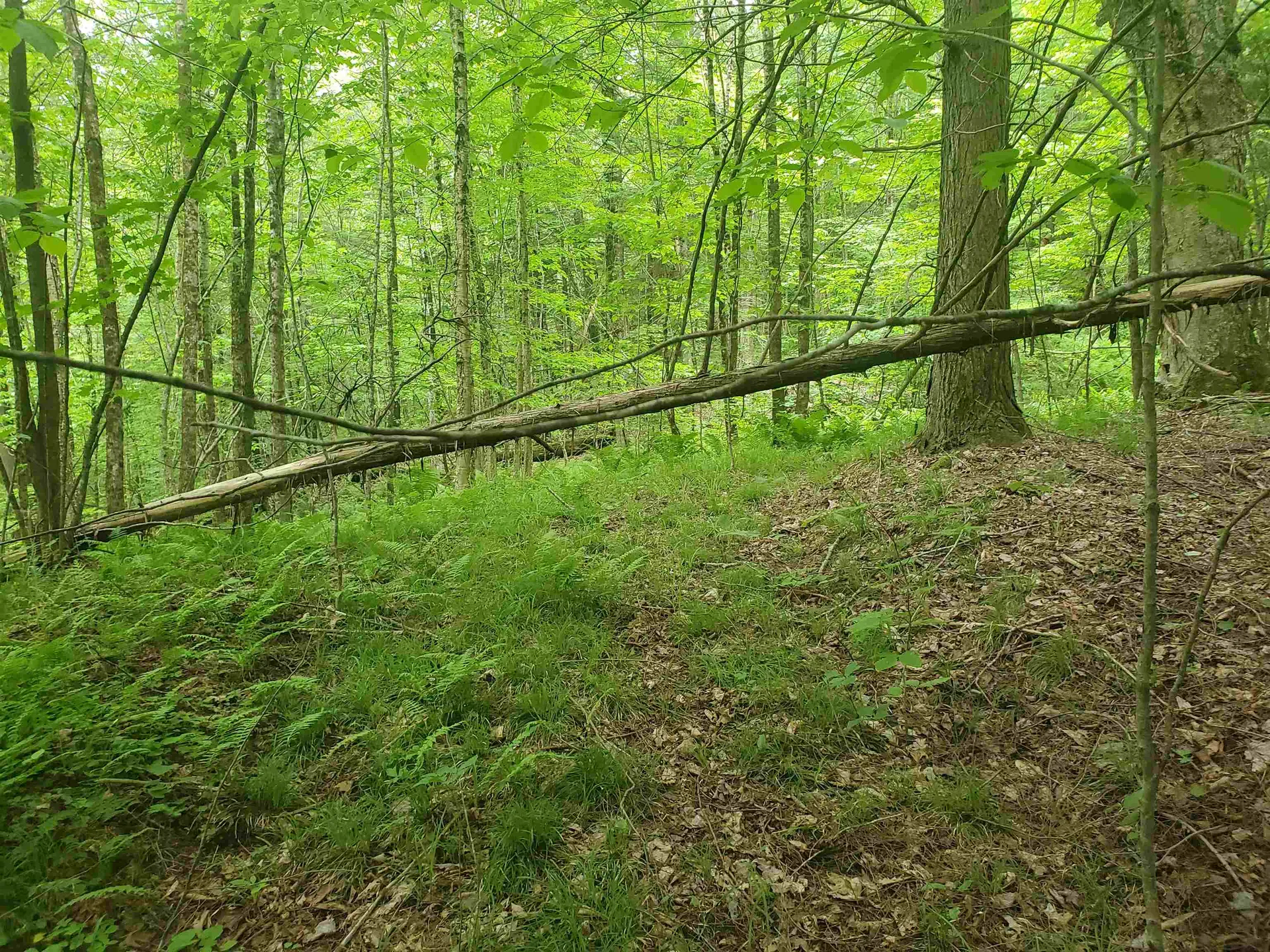 420 Nedeau Park Road Coventry VT 05825