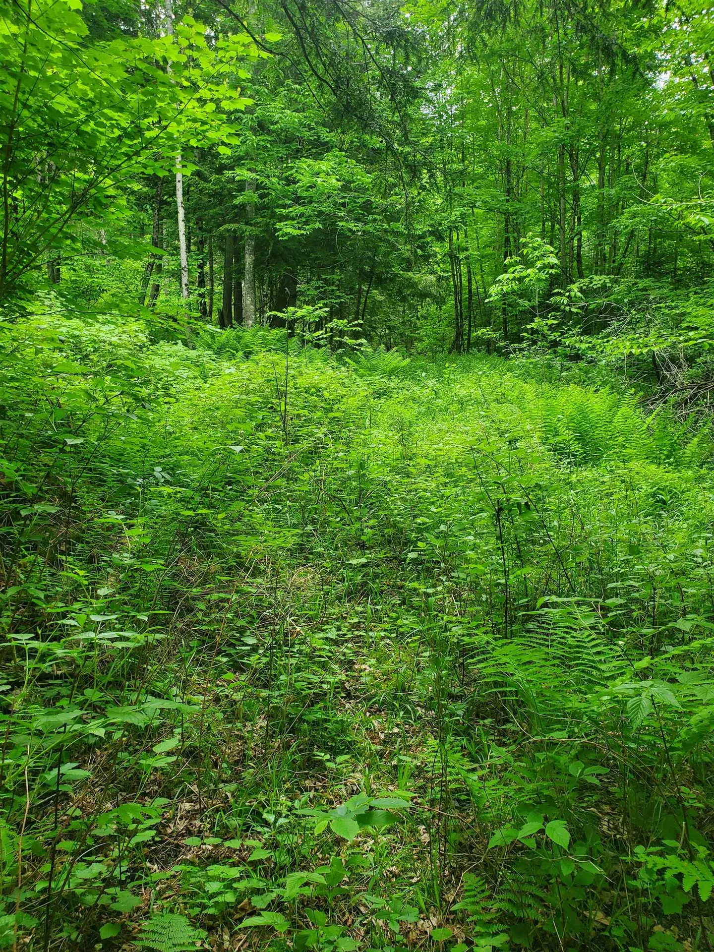 420 Nedeau Park Road Coventry VT 05825