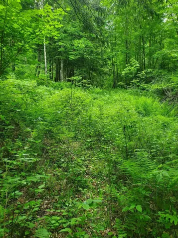 420 Nedeau Park Road Coventry VT 05825
