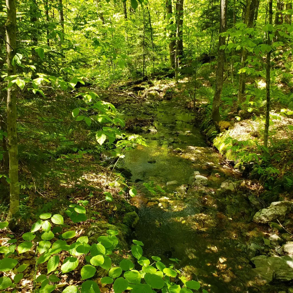 00 Beaver Meadow Road Roxbury VT 05669