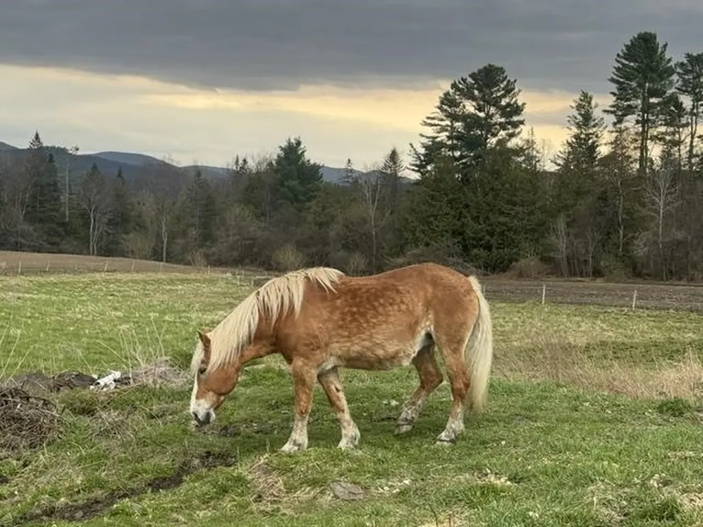 1388 Taylor Farm Road Marshfield VT 05668