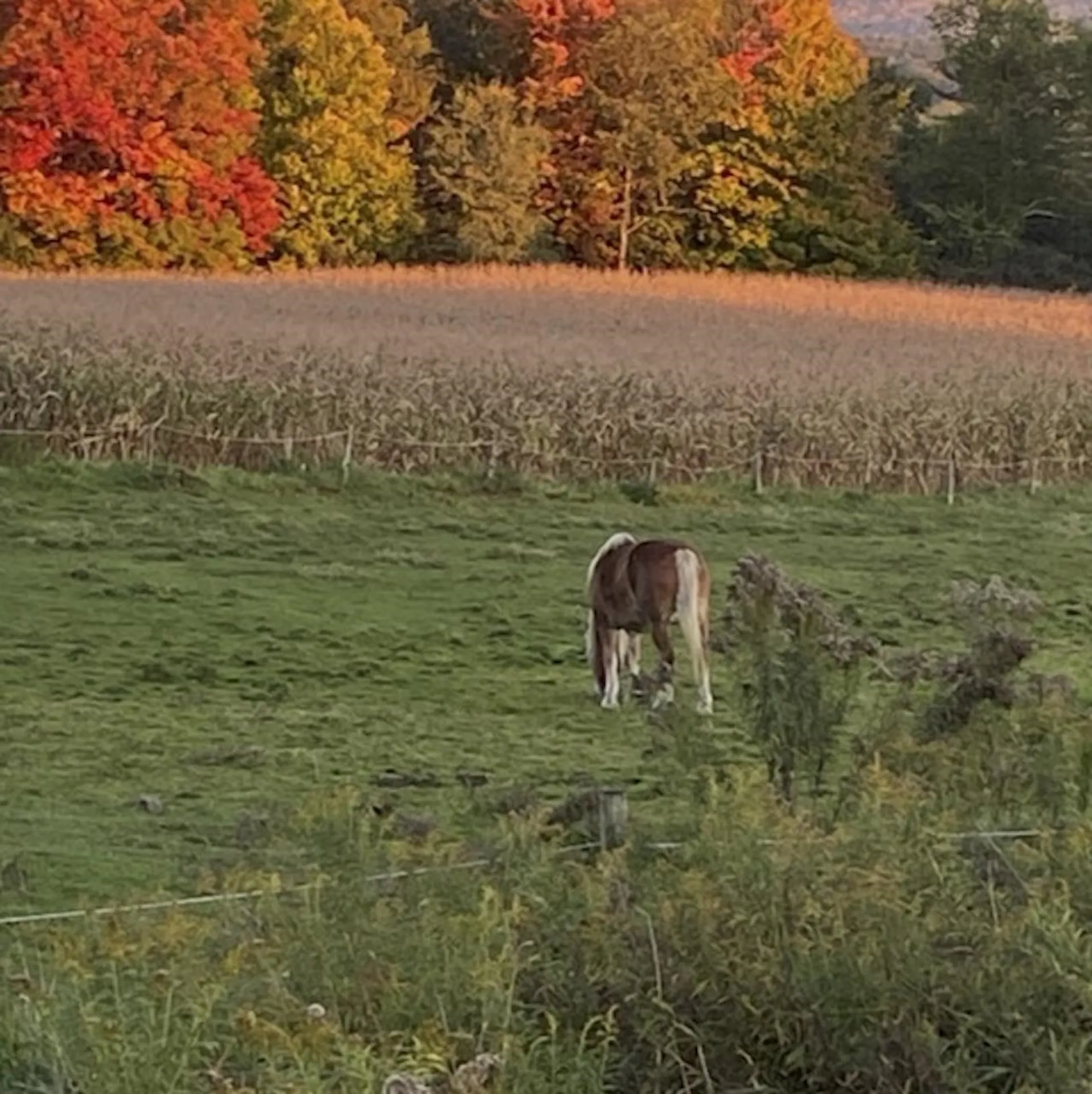 1388 Taylor Farm Road Marshfield VT 05668