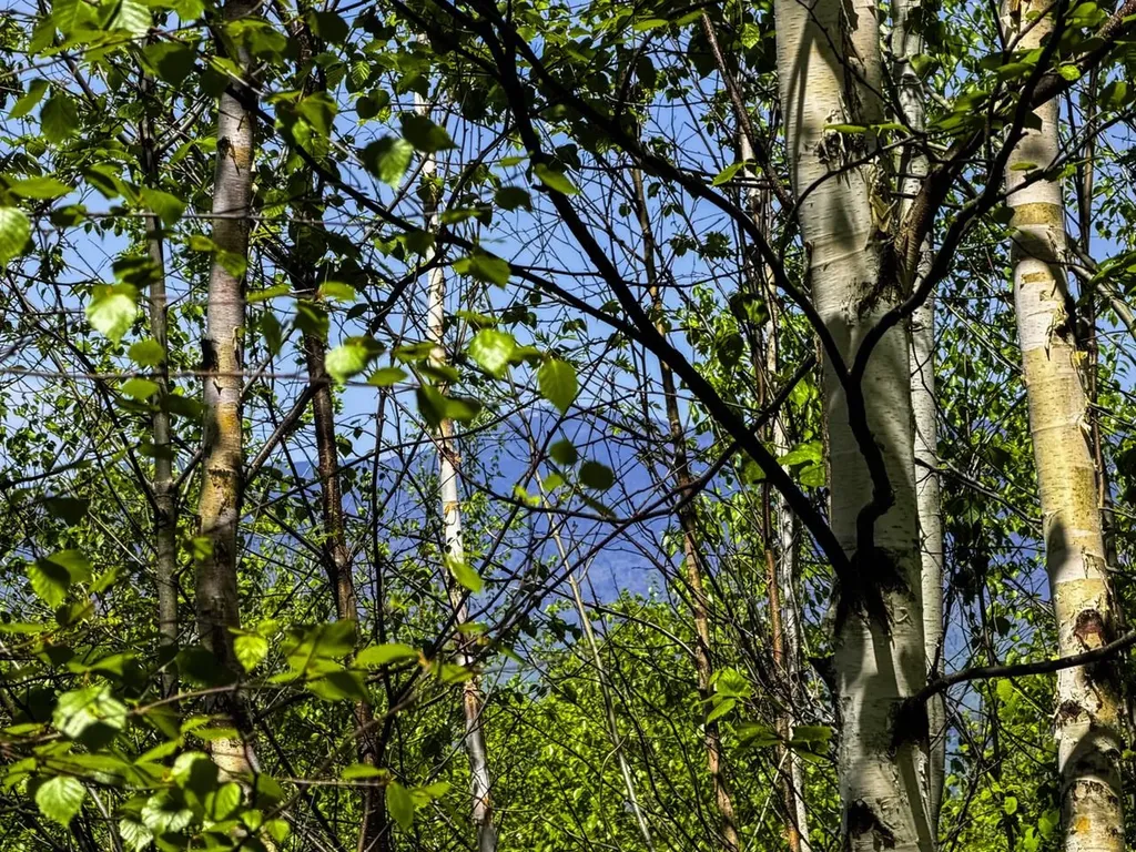 Lot 5 Highview Road Warren VT 05674