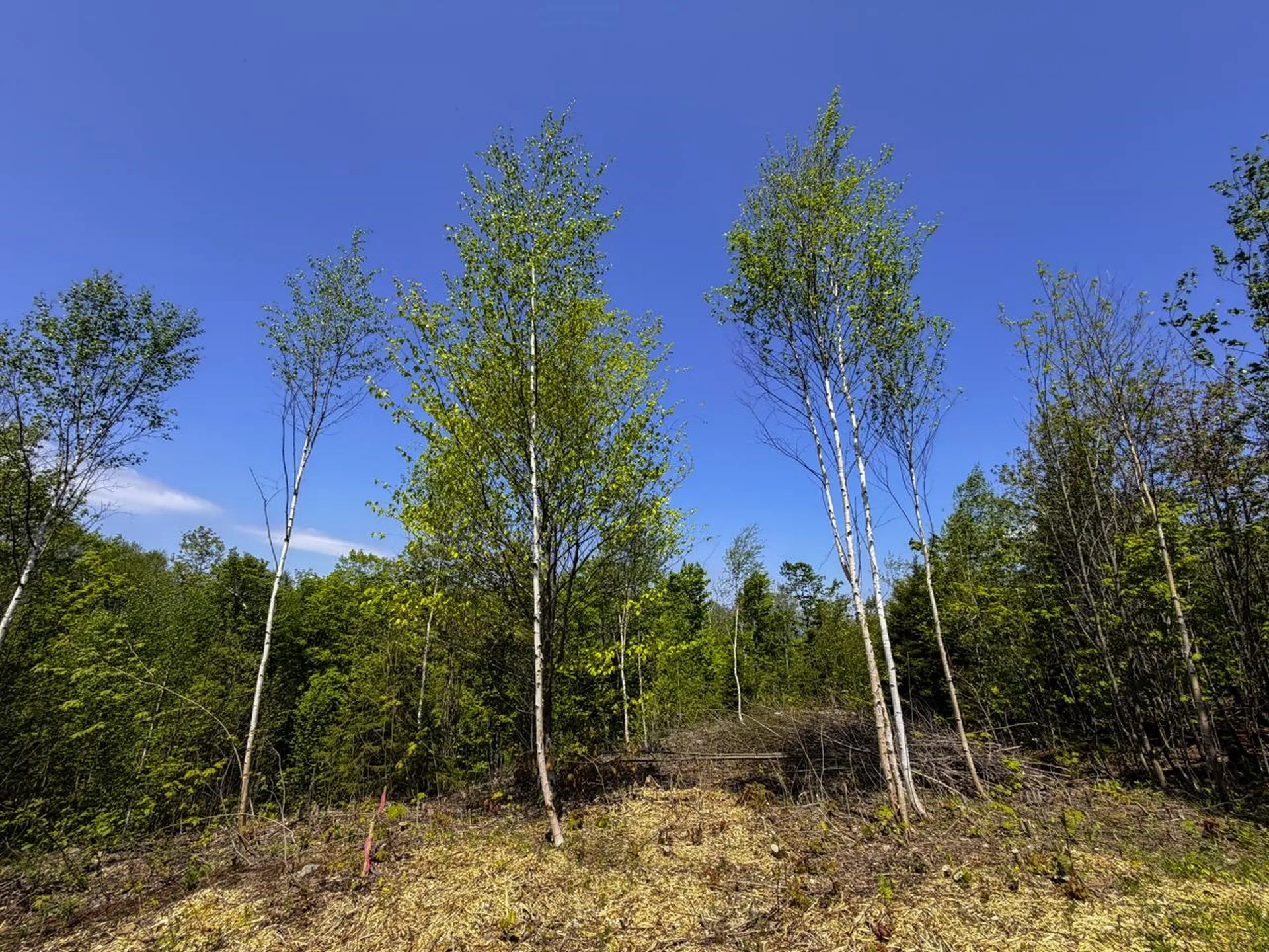 Lot 5 Highview Road Warren VT 05674