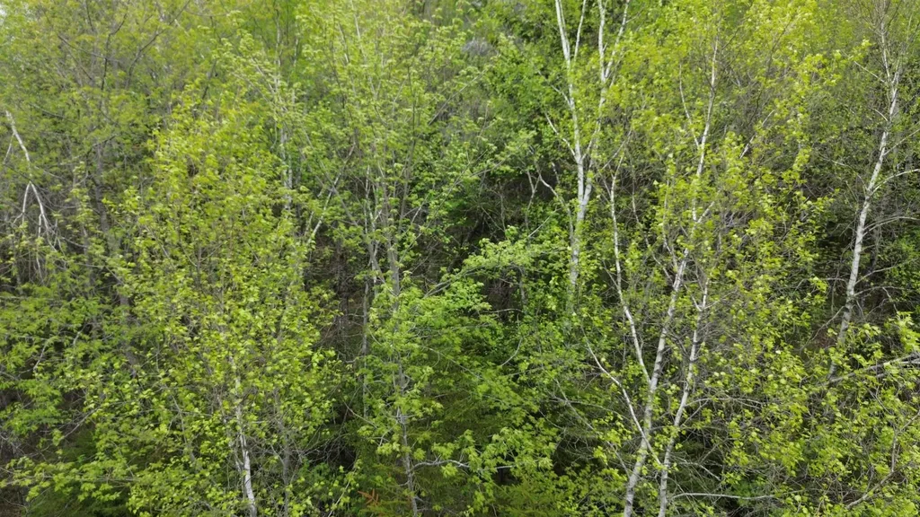 Map 8 Lot 29 Martin Rd Road Washington NH 03280