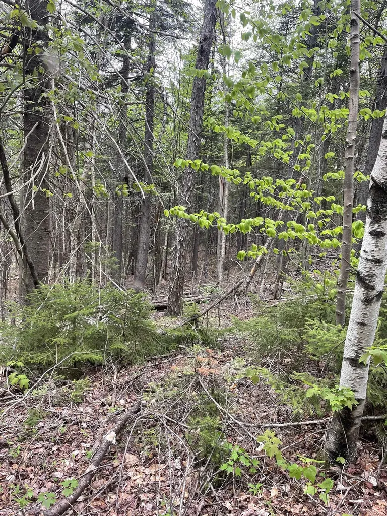 Map 8 Lot 29 Martin Rd Road Washington NH 03280