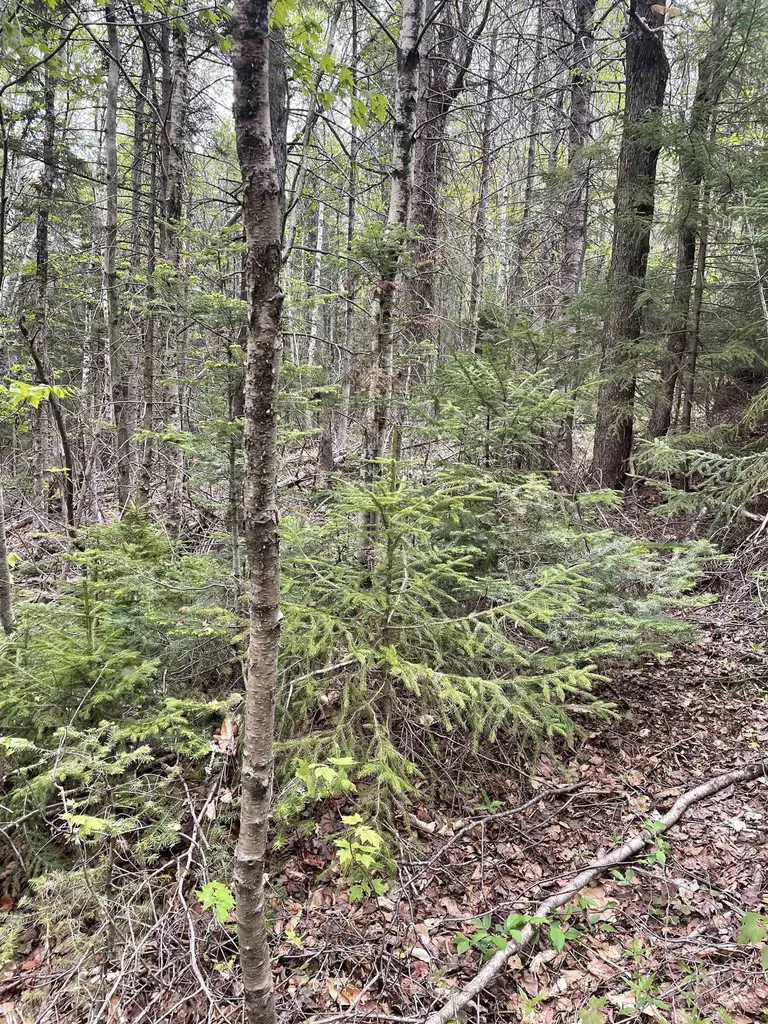 Map 8 Lot 29 Martin Rd Road Washington NH 03280