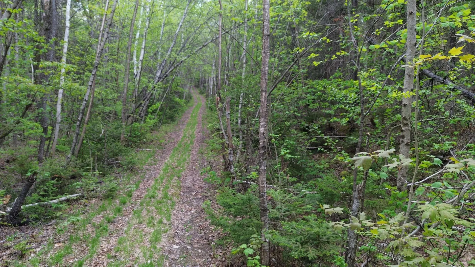 Map 8 Lot 29 Martin Rd Road Washington NH 03280