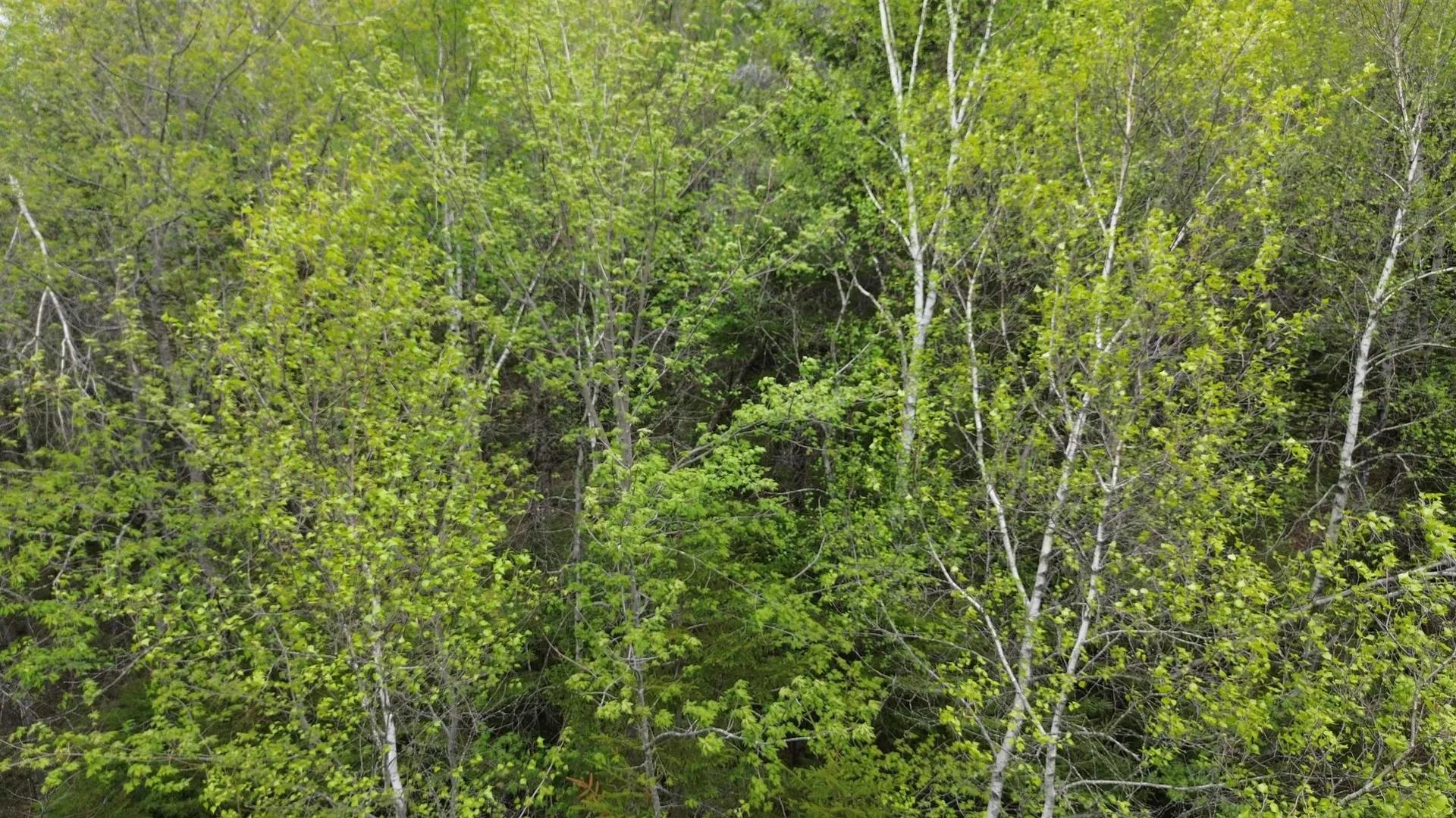 Map 8 Lot 29 Martin Rd Road Washington NH 03280