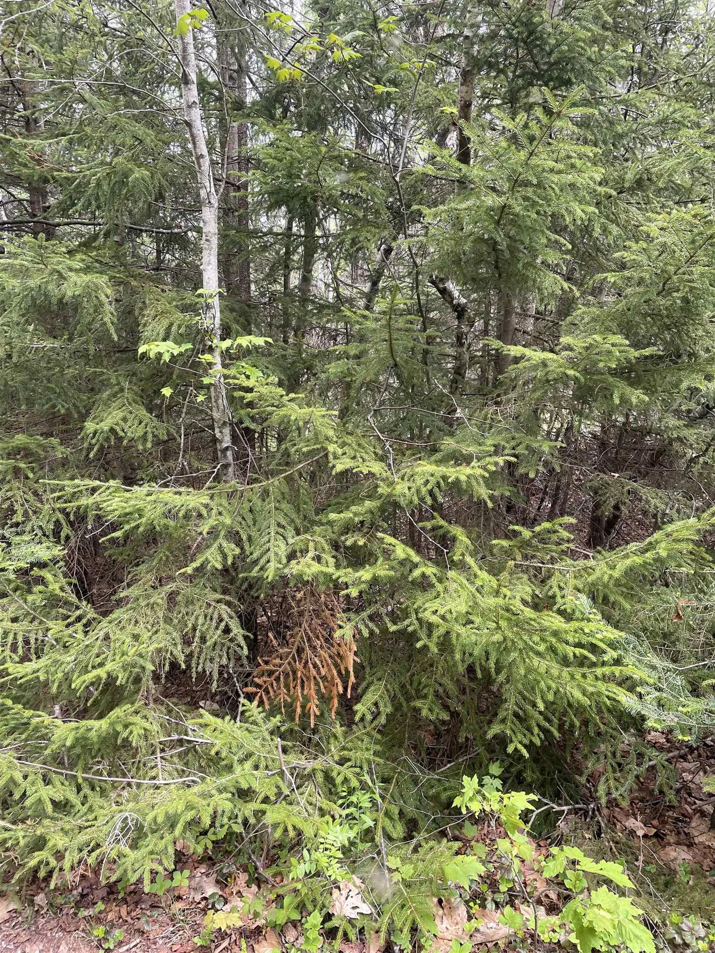 Map 8 Lot 29 Martin Rd Road Washington NH 03280