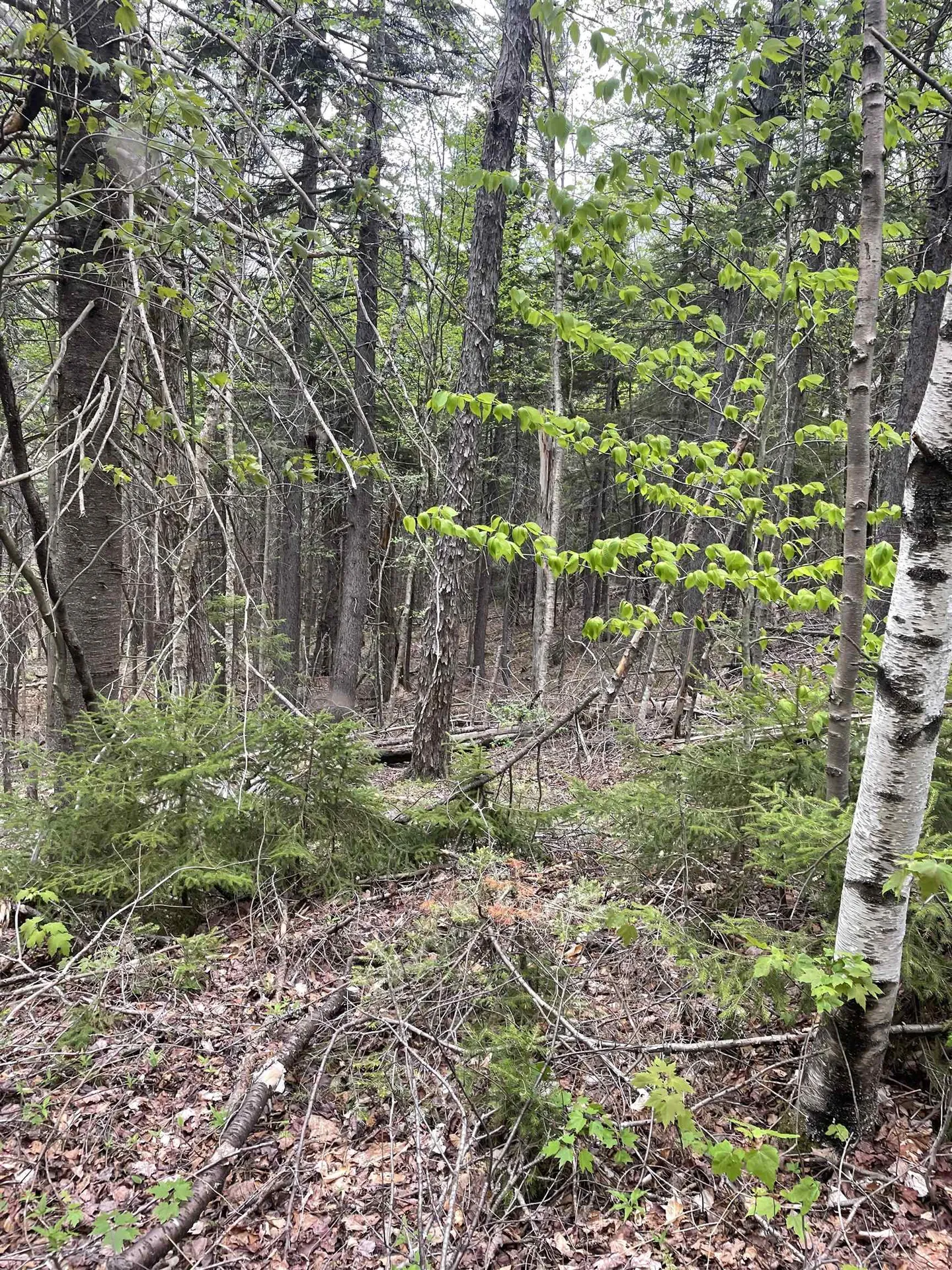 Map 8 Lot 29 Martin Rd Road Washington NH 03280