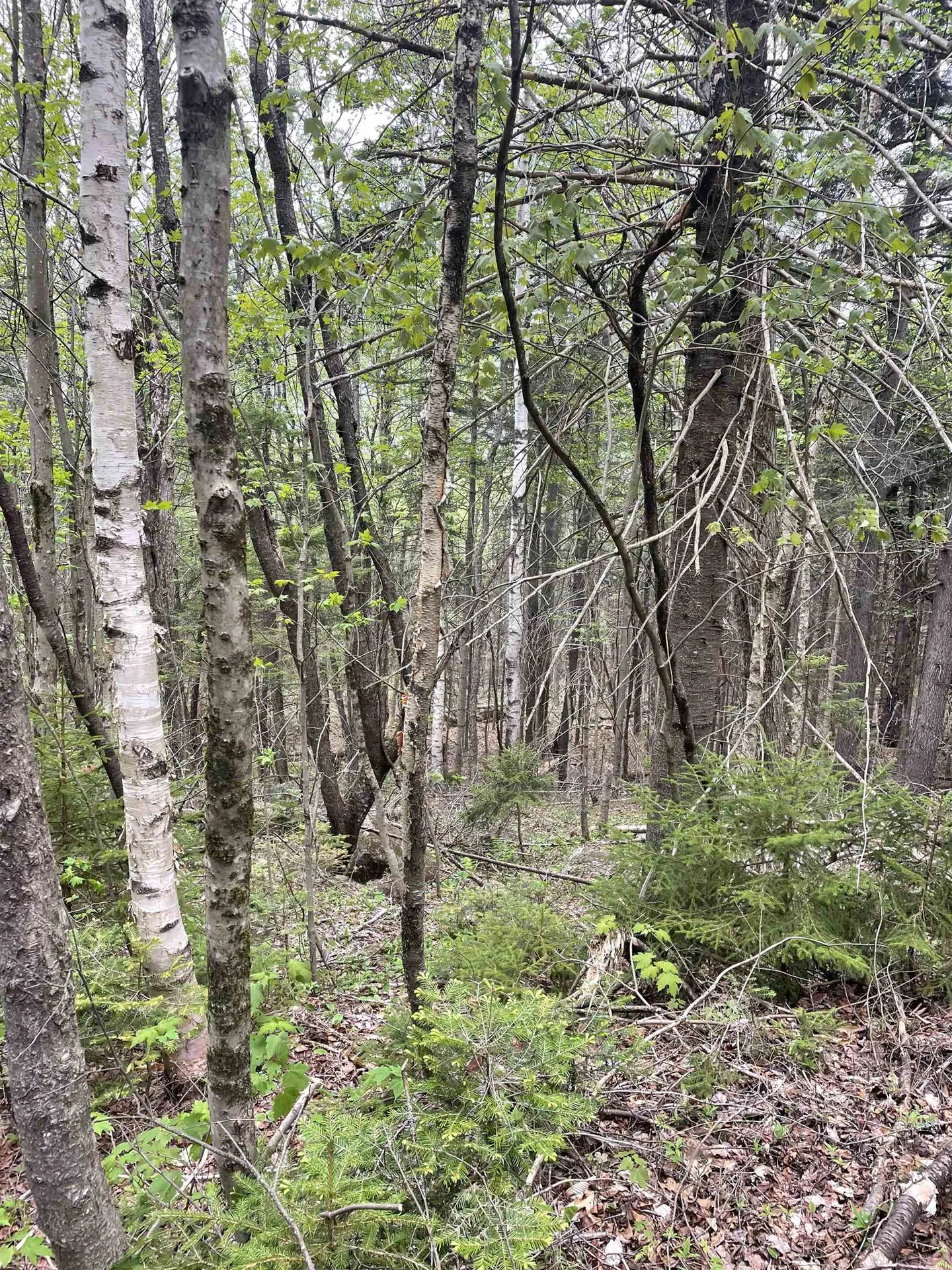 Map 8 Lot 29 Martin Rd Road Washington NH 03280