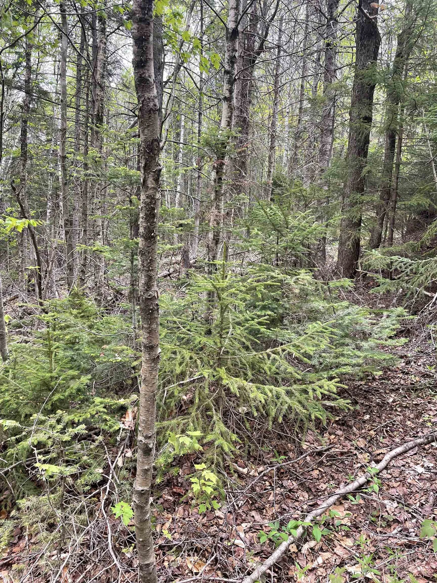 Map 8 Lot 29 Martin Rd Road Washington NH 03280