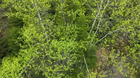 Map 8 Lot 29 Martin Rd Road Washington NH 03280