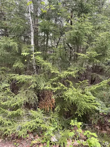 Map 8 Lot 29 Martin Rd Road Washington NH 03280